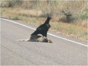 roadkill