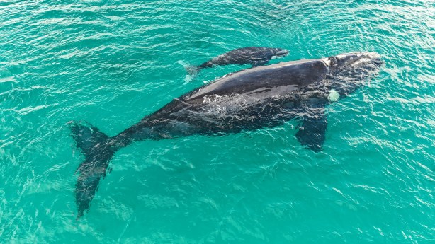 Southern Right Whale